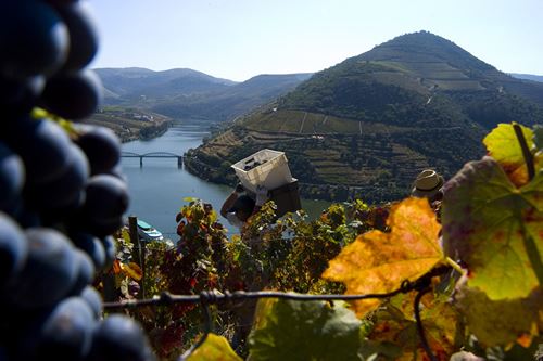 Douro: Academia Internacional do Vinho impressionada com região que alia tradição à modernidade